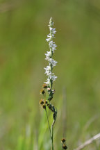 Grass-Leaved Ladies' Tresses