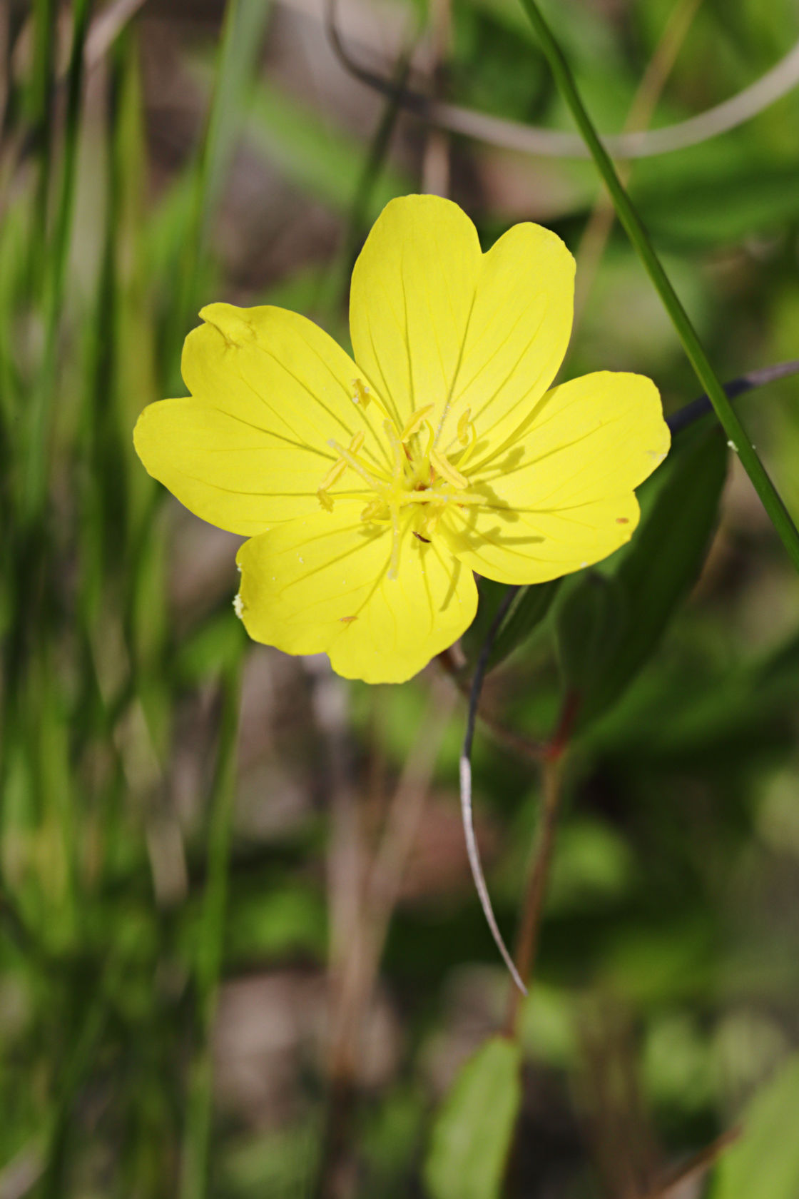 Sundrops