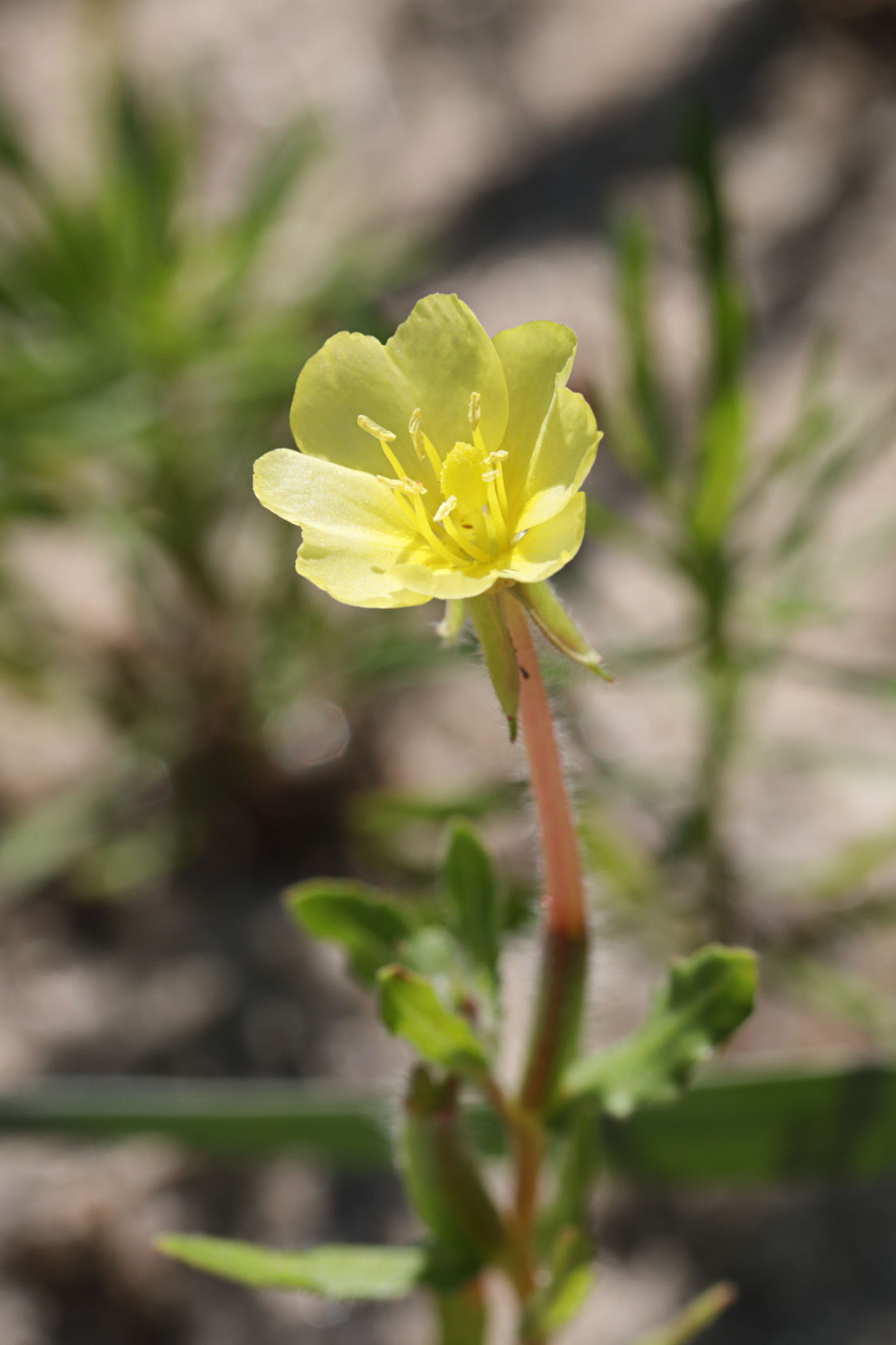 Cut-Leaved Evening Primrose