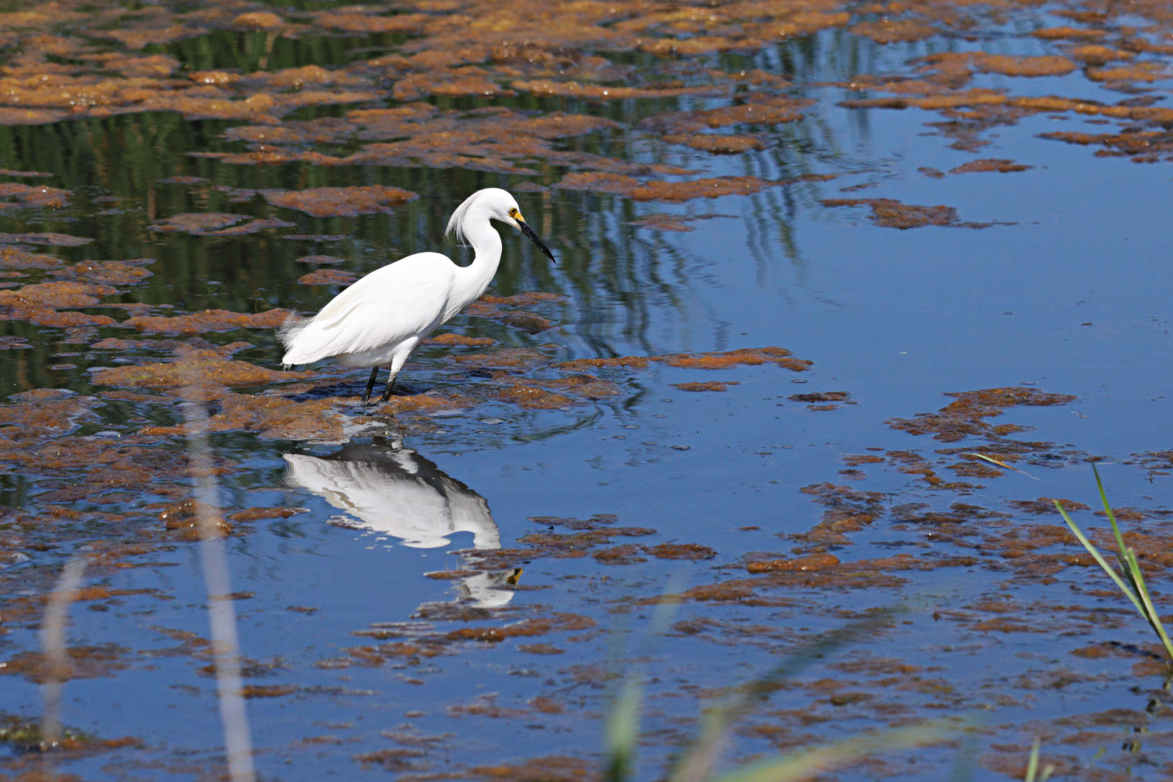 Snowy Egret