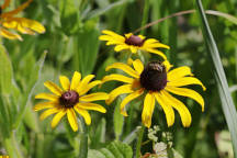 Black Eyed Susan