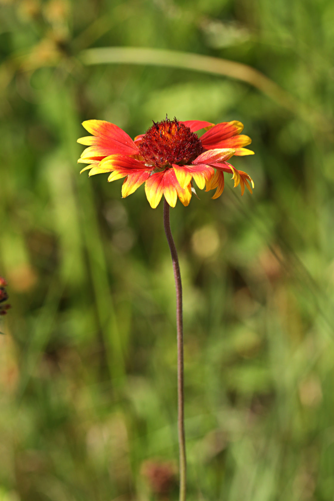 Rose-Ring Blanket Flower