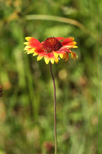 Rose-Ring Blanket Flower