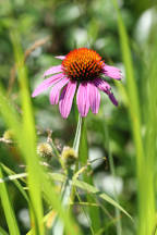 Purple Coneflower