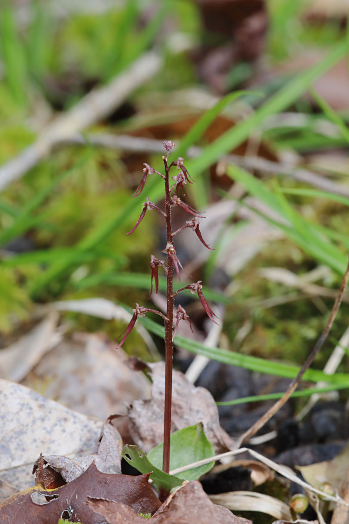 Southern Twayblade