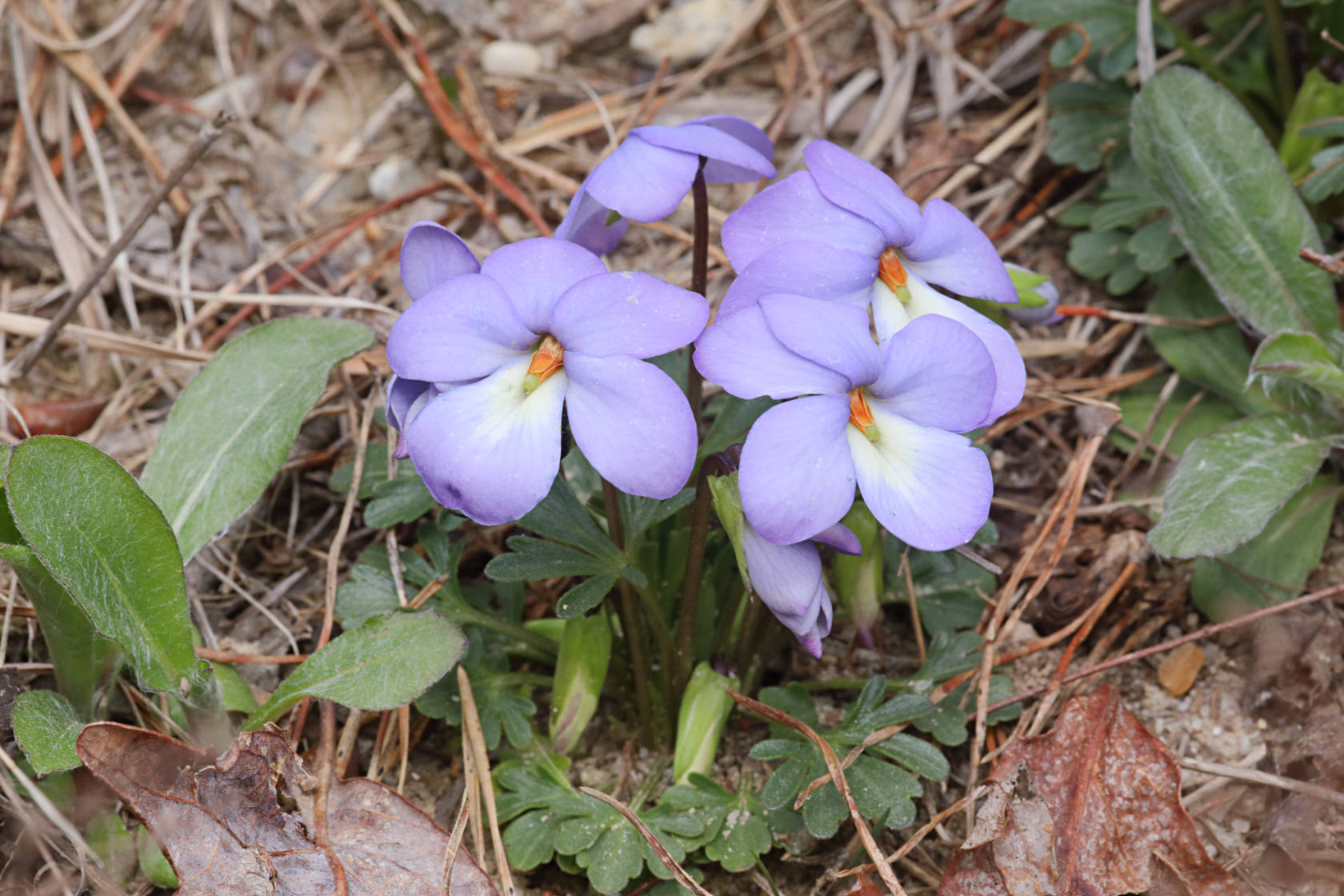 Birdfoot Violet