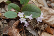 Trailing Arbutus