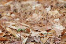 Southern Twayblade