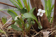 Lance-Leaved Violet