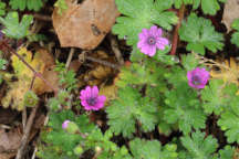 Dove's-Foot Cranesbill