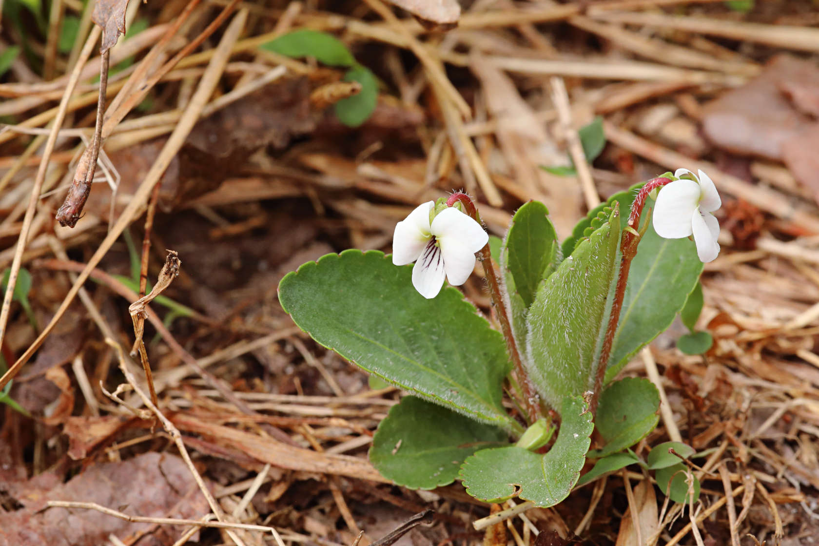 Primrose-Leaved Violet