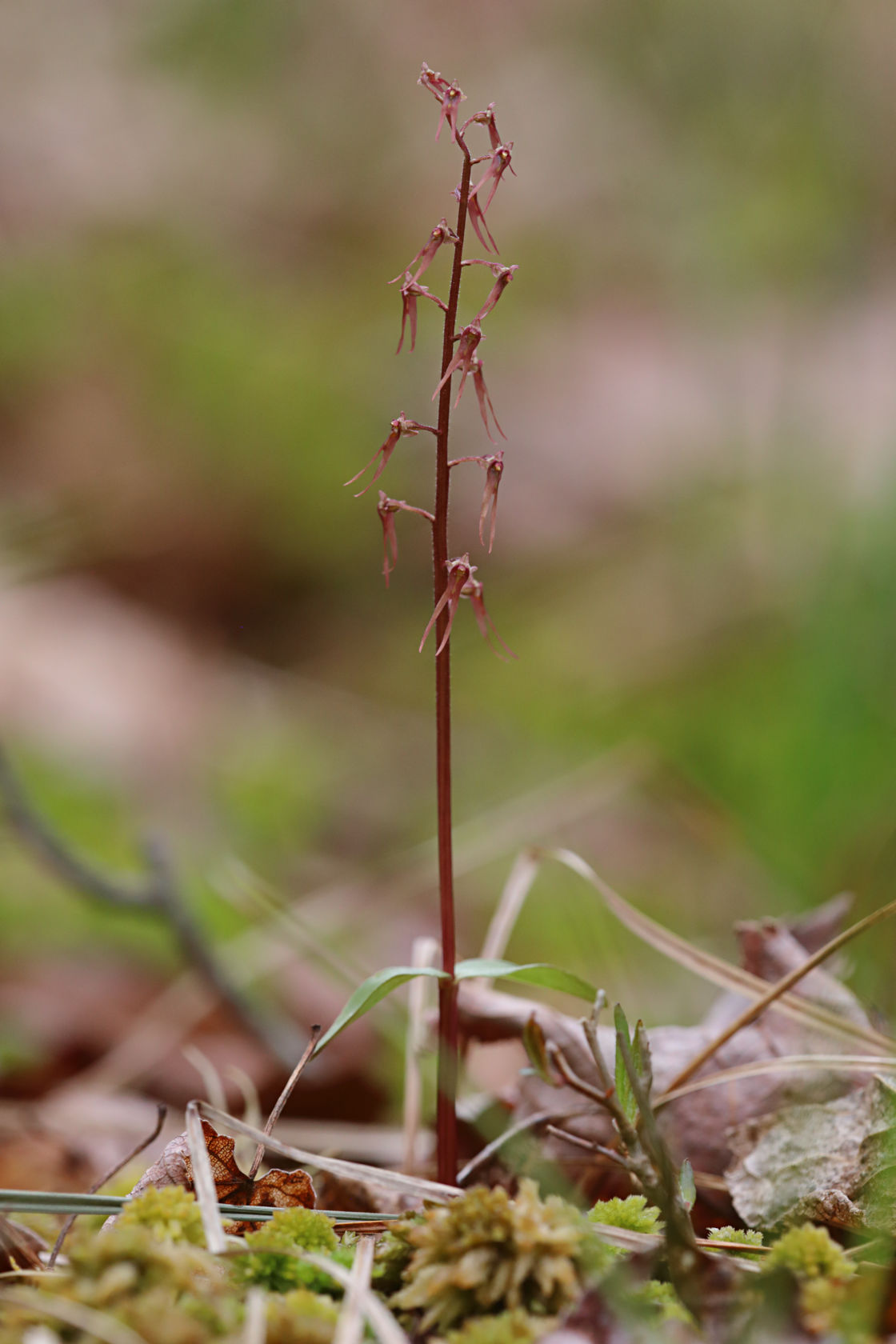 Southern Twayblade