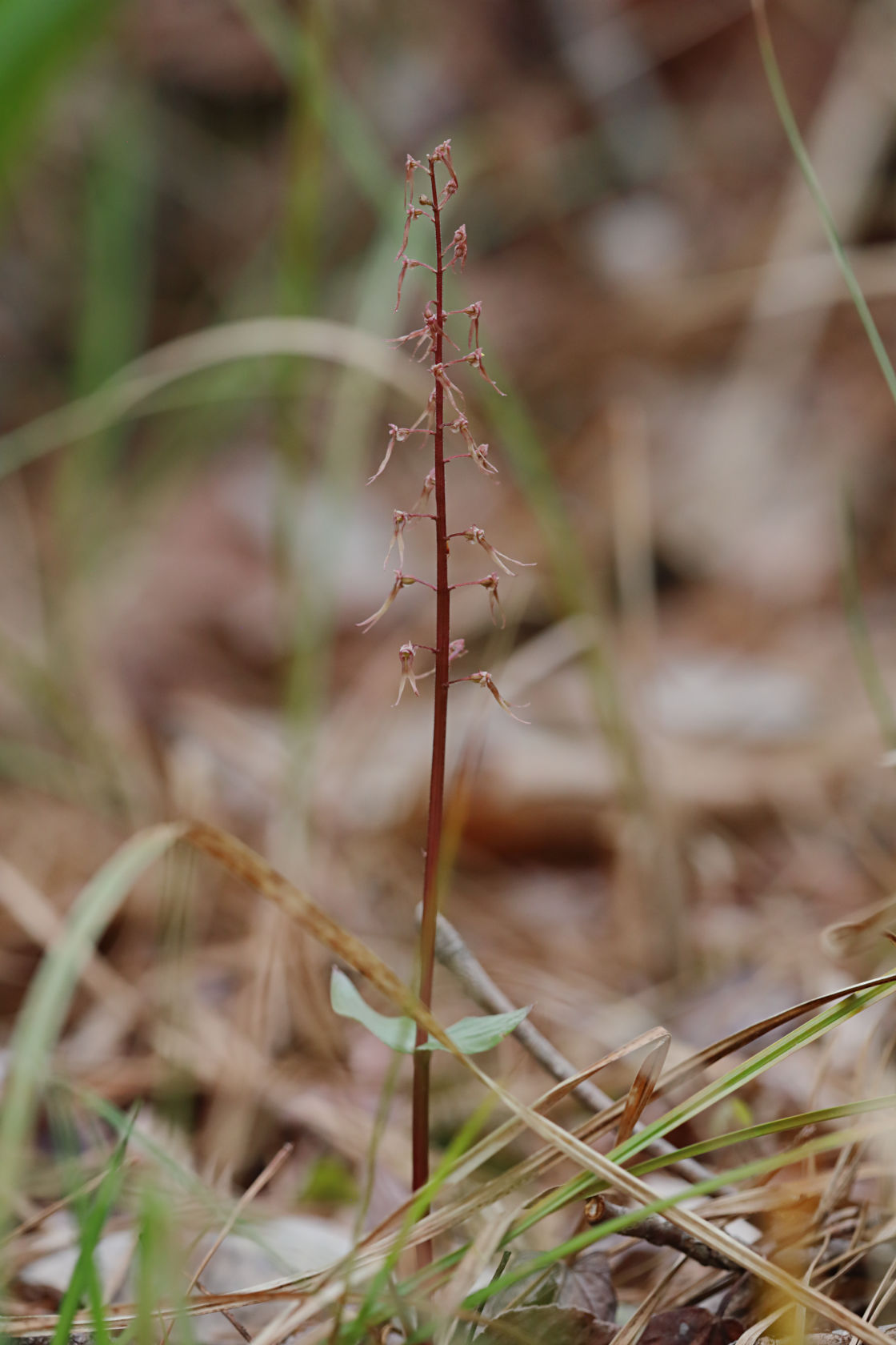 Southern Twayblade