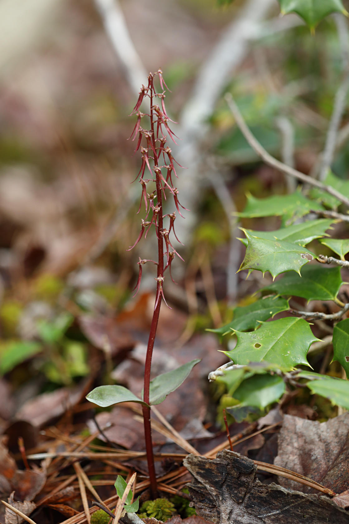 Southern Twayblade