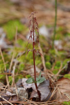 Southern Twayblade