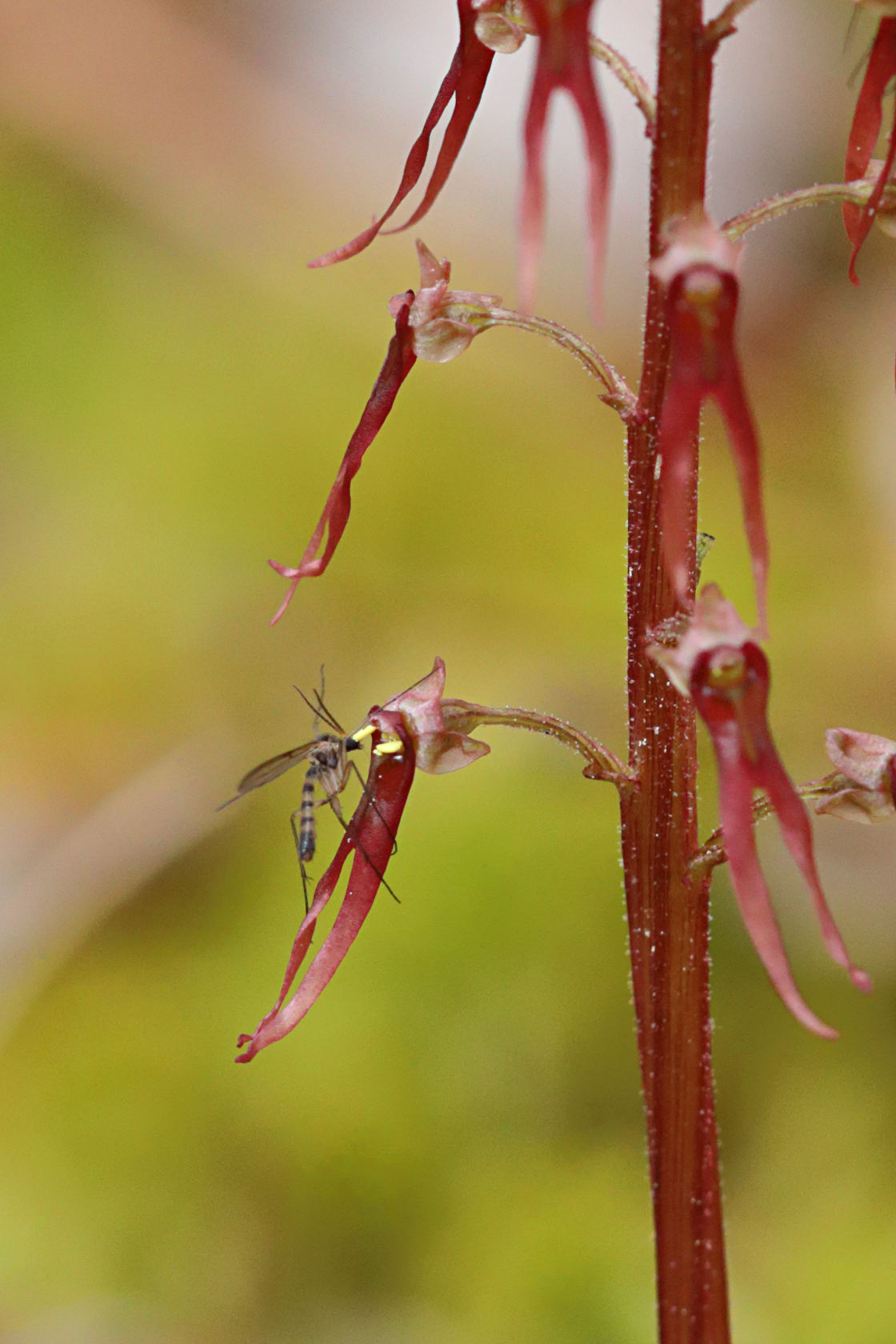 Southern Twayblade