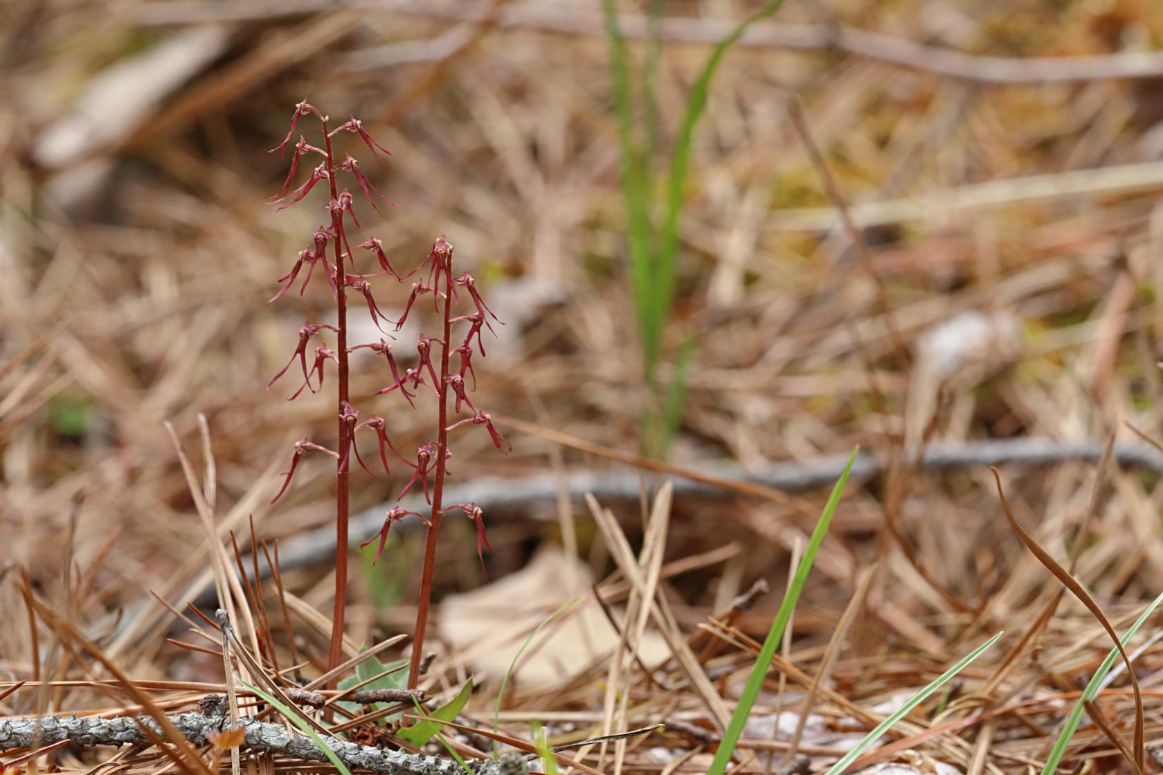 Southern Twayblade