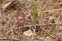 Southern Twayblade