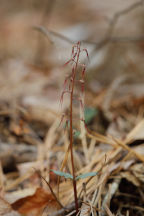 Southern Twayblade