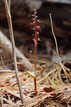 Southern Twayblade