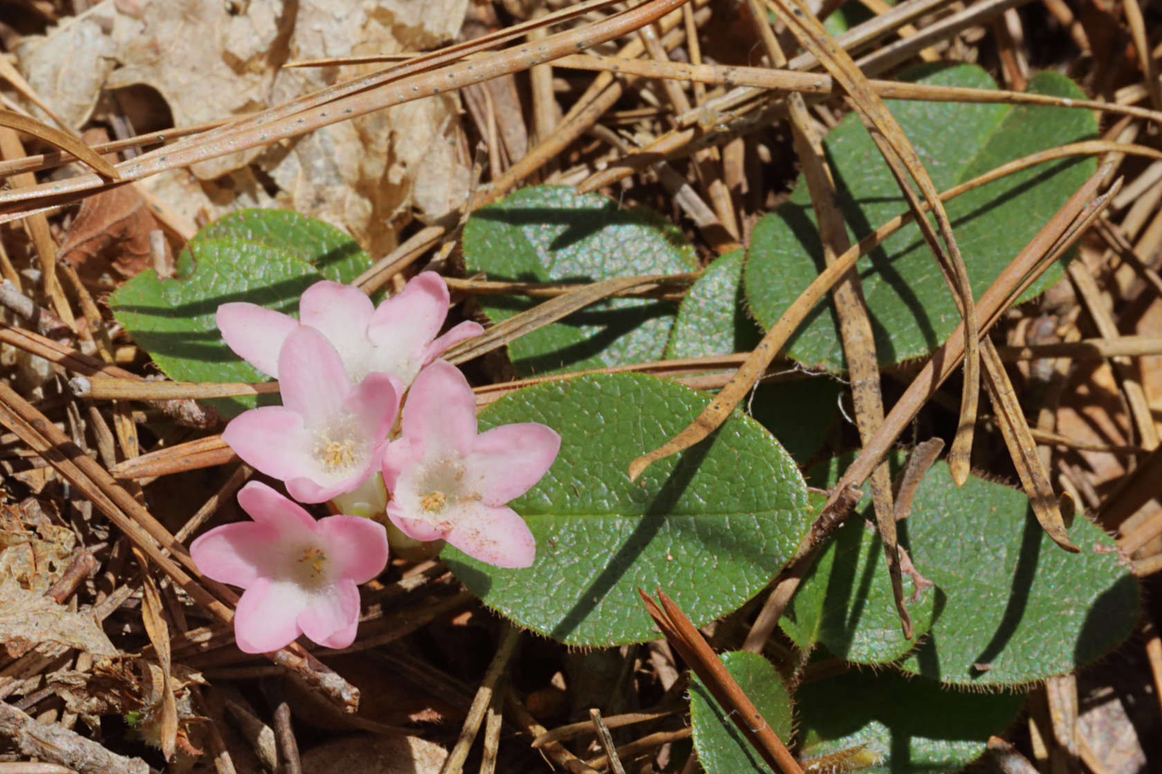 Trailing Arbutus