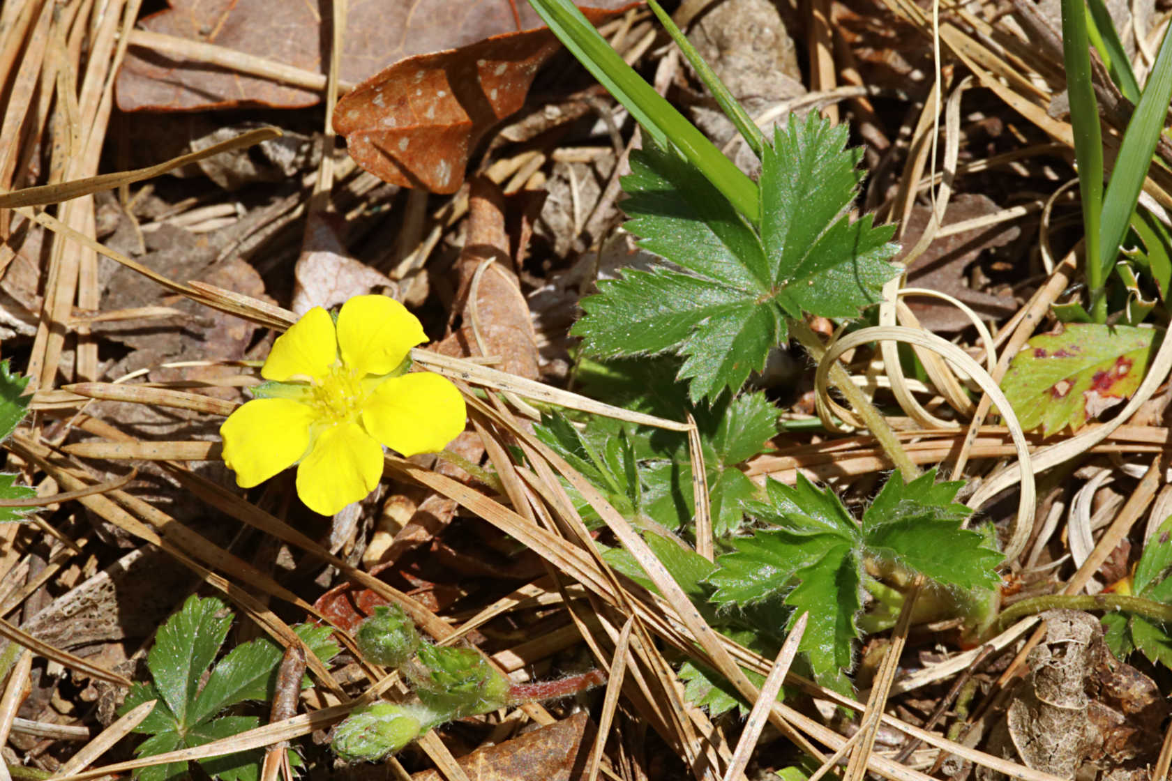 Dwarf Cinquefoil