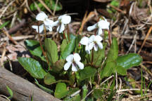 Primrose-Leaved Violet