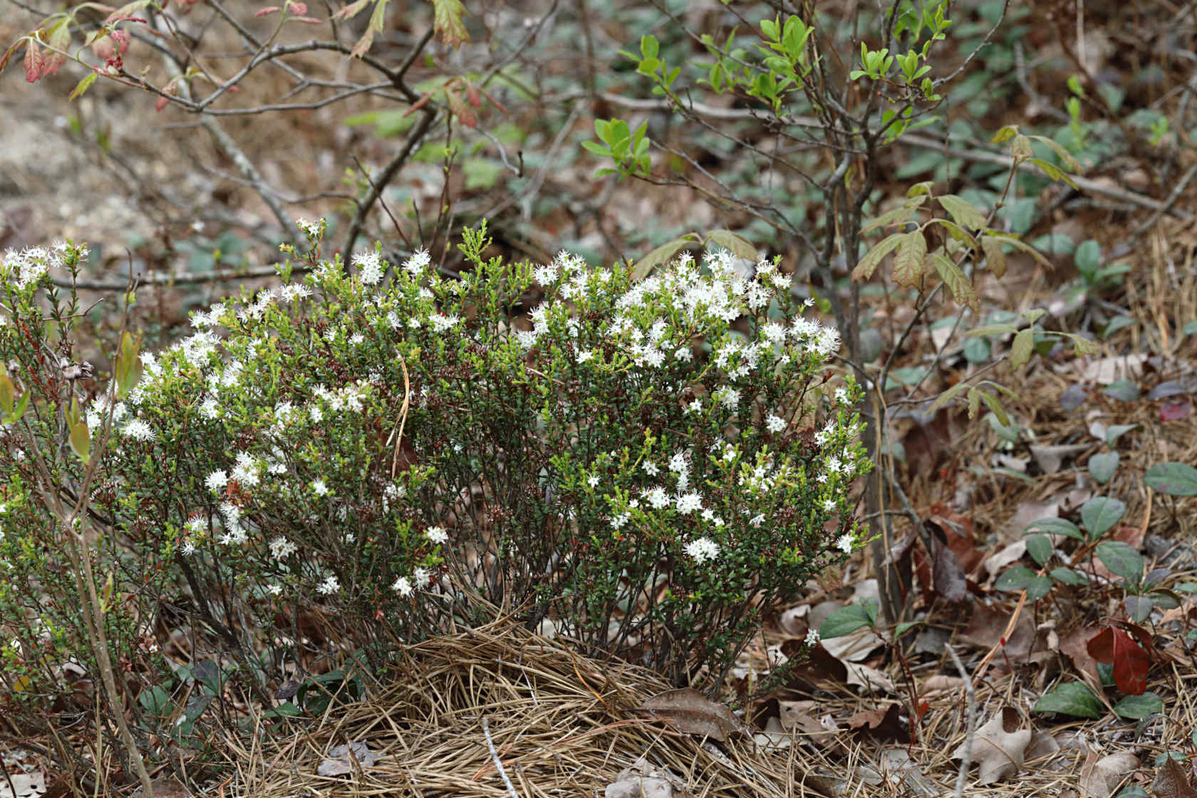 Sand Myrtle