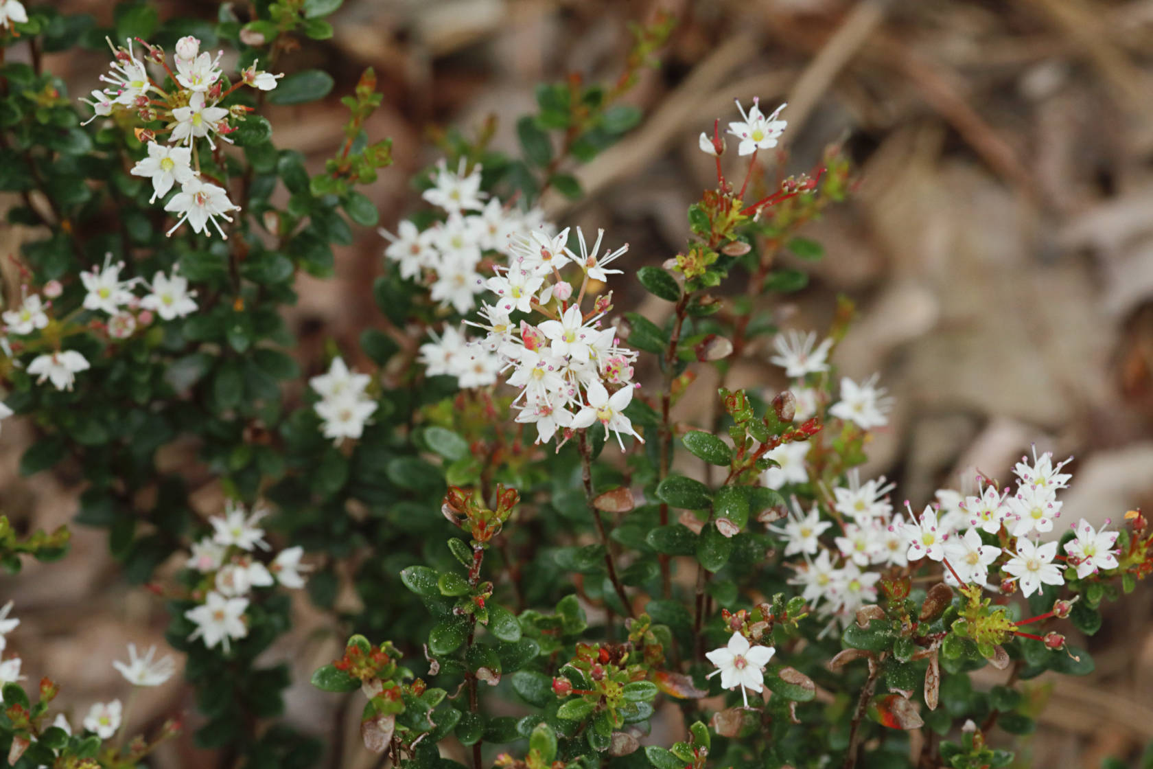 Sand Myrtle