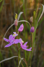 Common Grass Pink