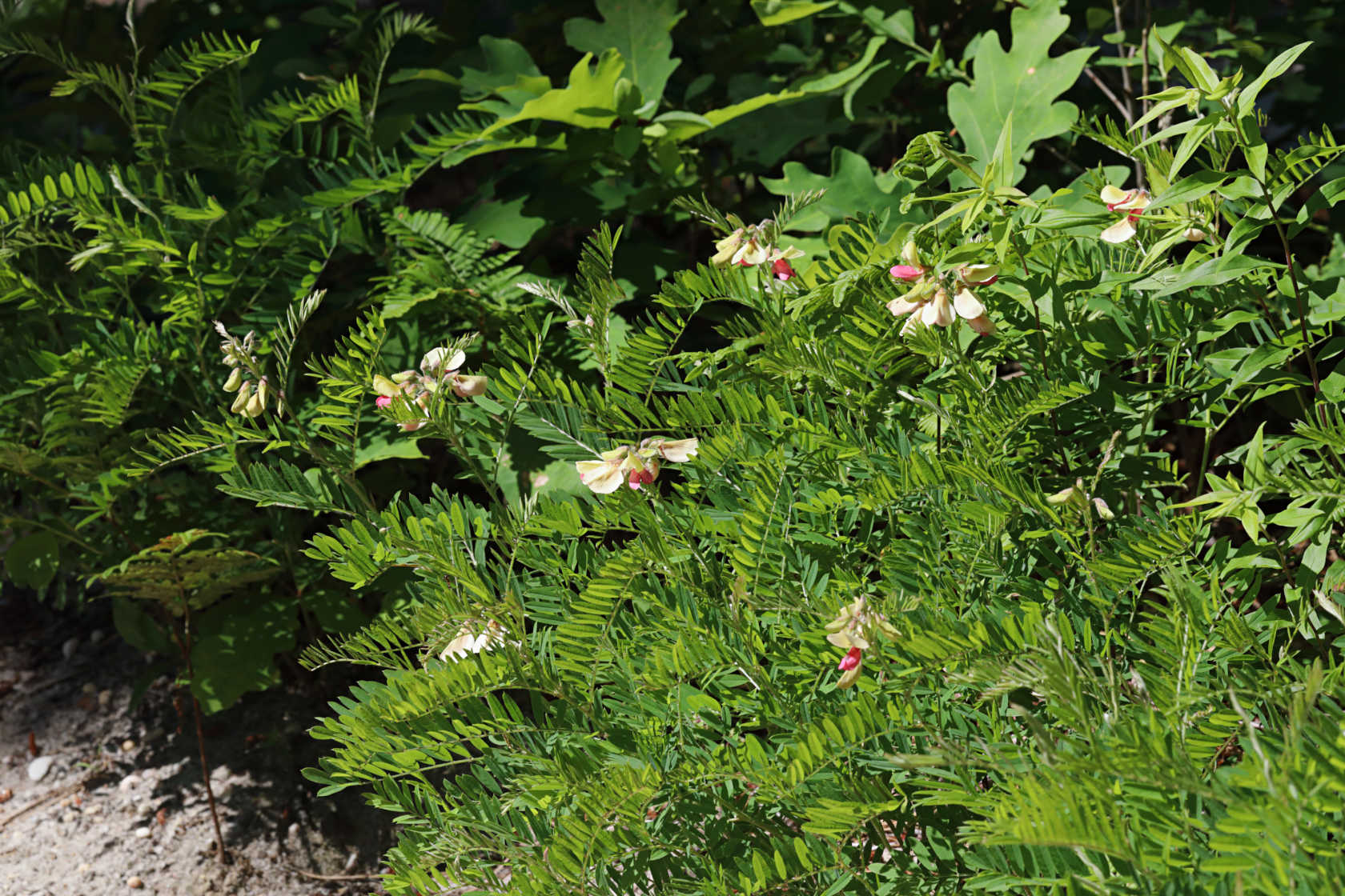 Goat's Rue