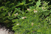 Goat's Rue