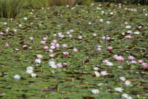 Common Water Lily