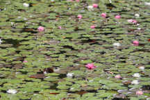 Common Water Lily