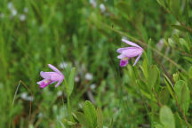 Rose Pogonia