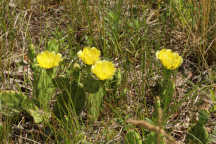Eastern Prickly Pear