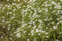 Pine Barren Sandwort