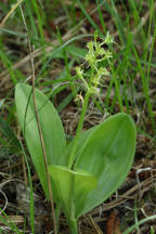 Loesel's Twayblade