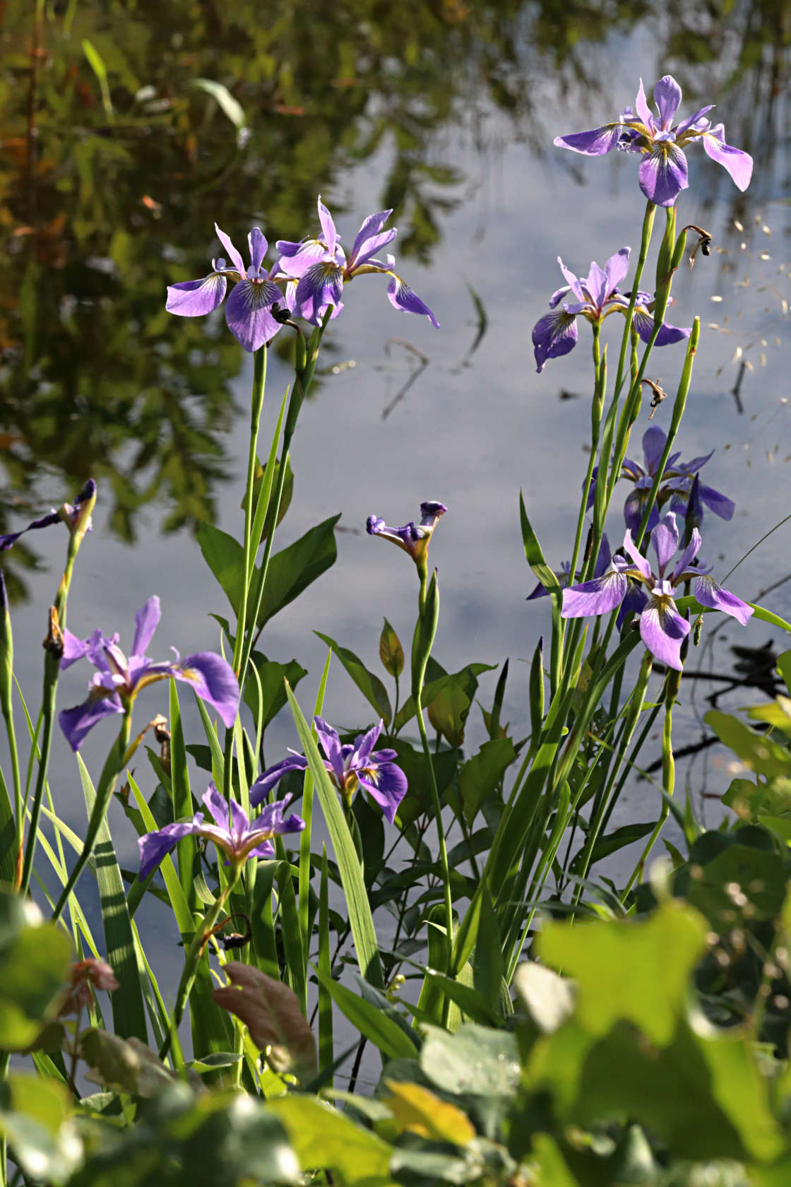 Northern Blue Iris