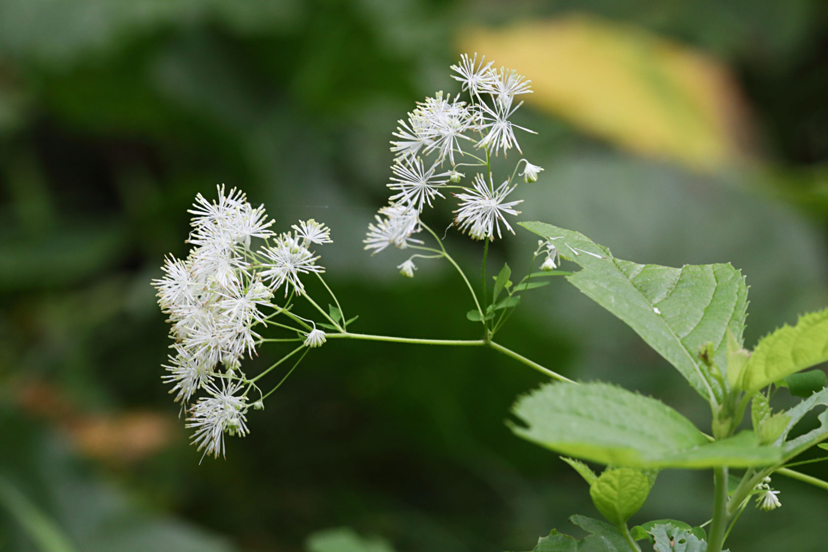 Tall Meadow Rue