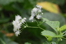 Tall Meadow Rue