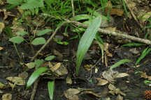 Southern Tubercled Orchid
