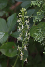 Green Fringed Orchid