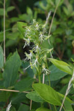 Green Fringed Orchid