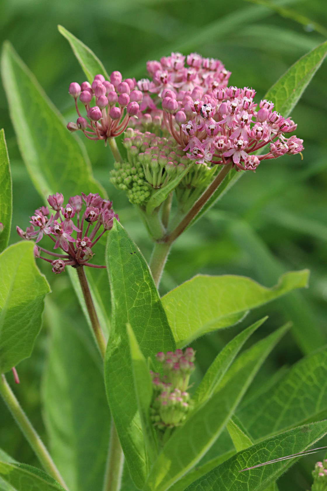 Eastern Swamp Milkweed