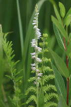 Grass-Leaved Ladies' Tresses