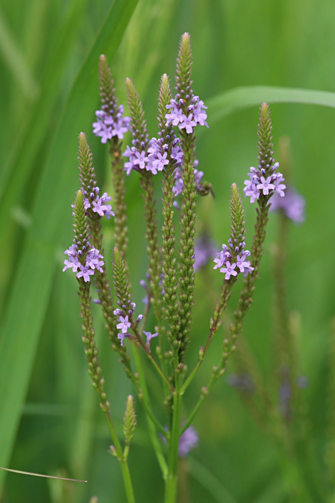 Common Verbena