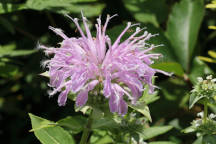 Wild Bergamot