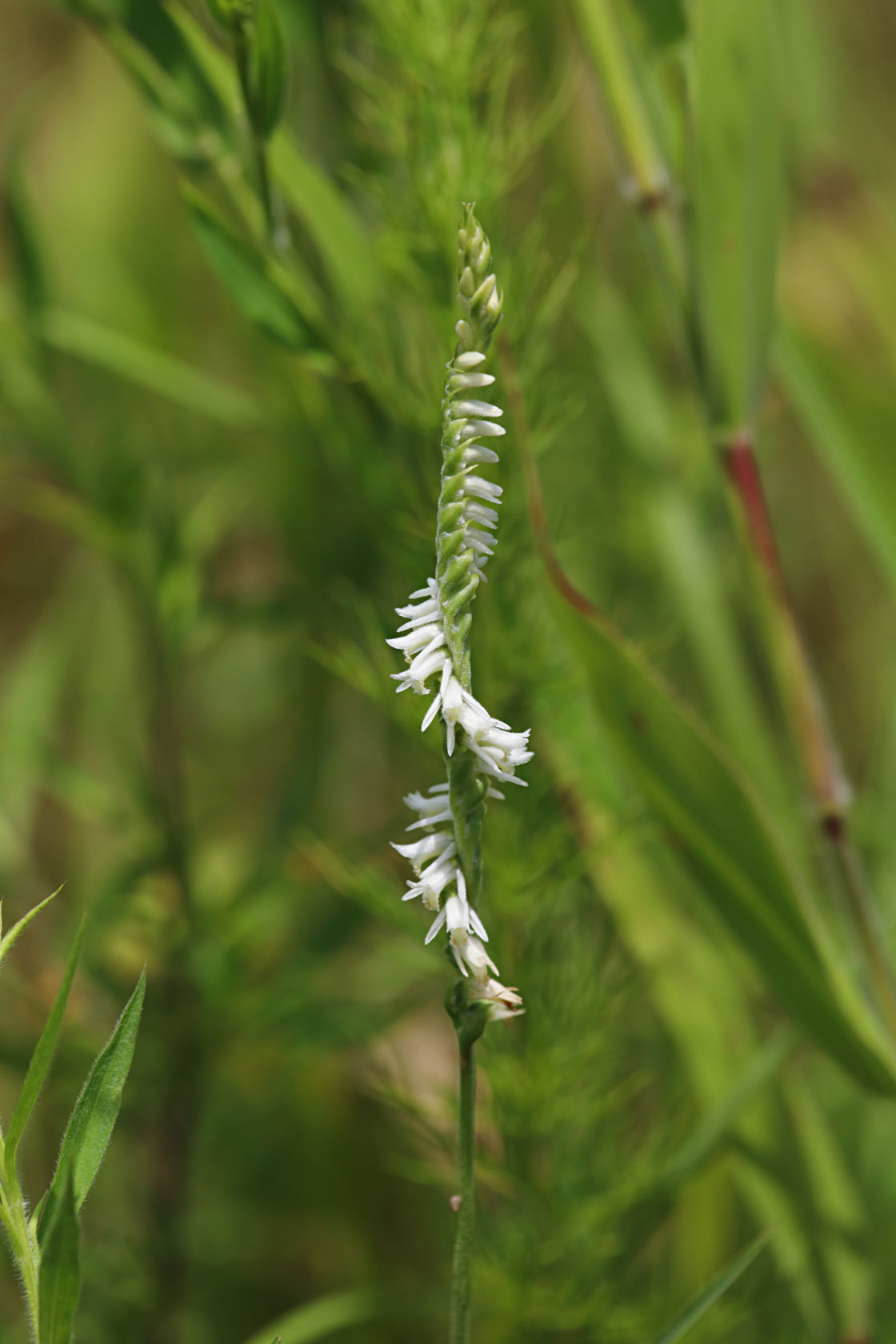 Grass-Leaved Ladies' Tresses