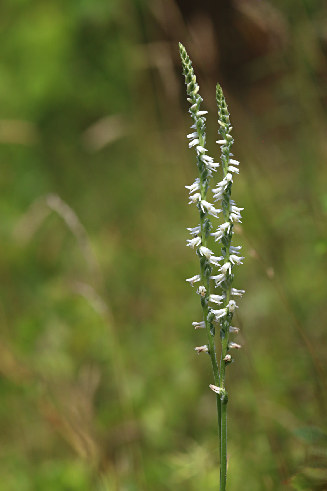 Grass-Leaved Ladies' Tresses